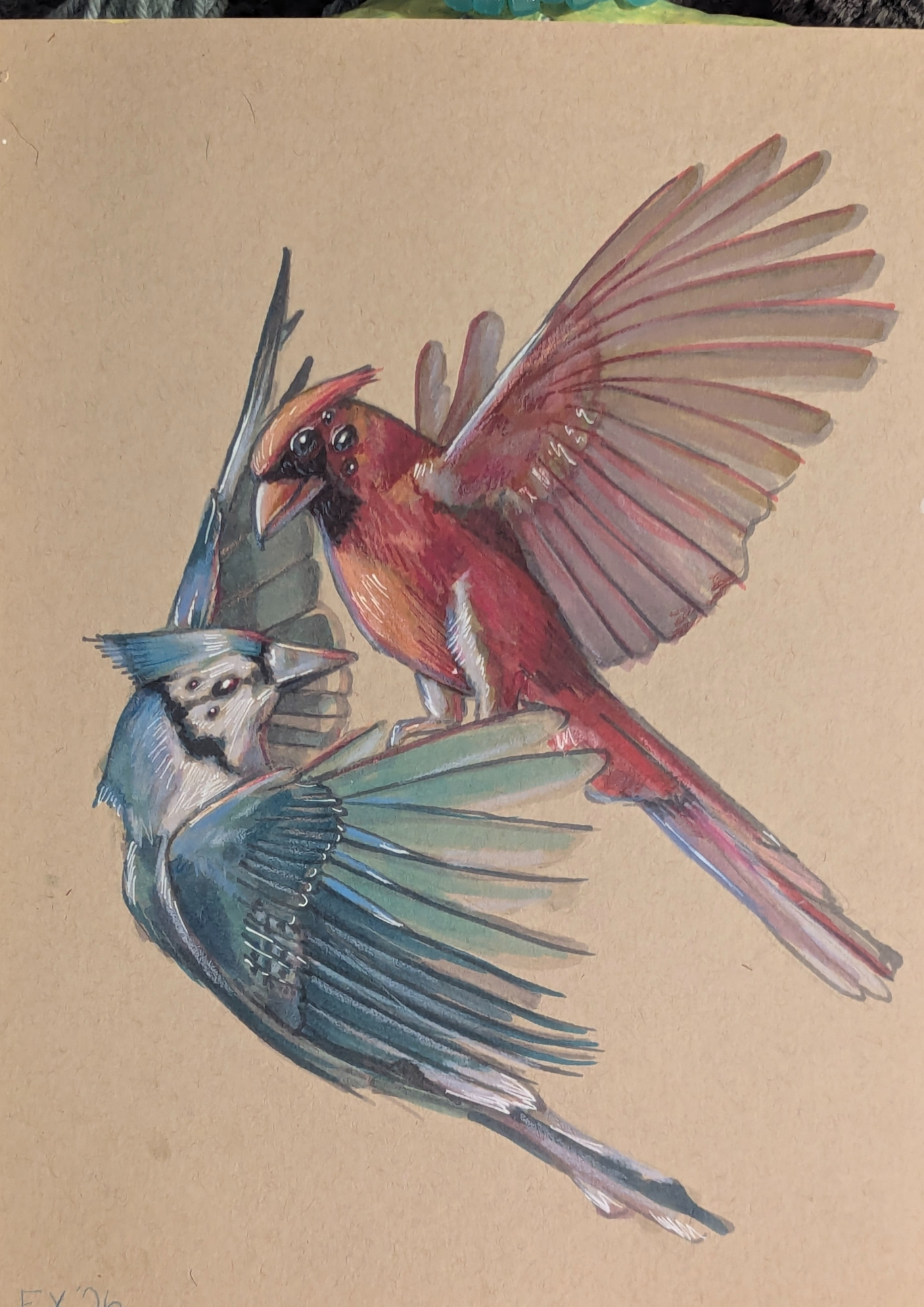 Blue Jay and Cardinal