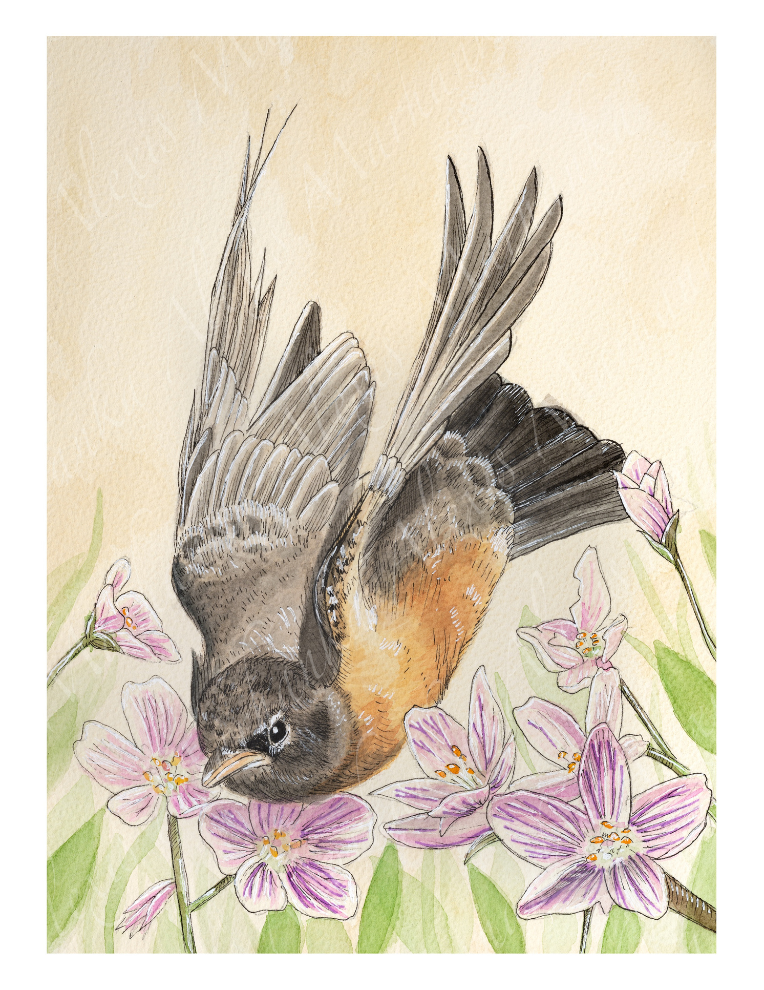 Red Breasted Robin Gouache