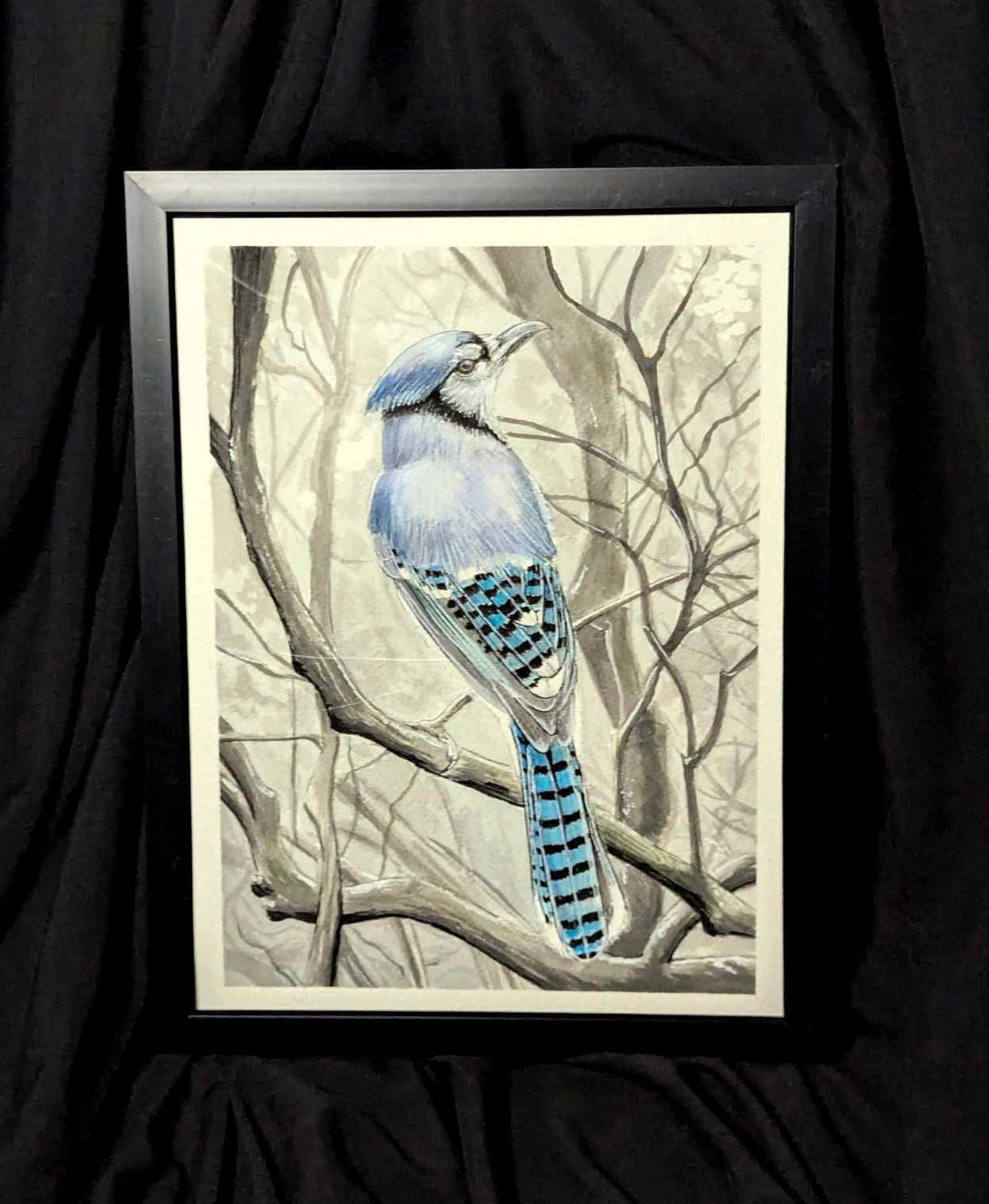 Bluejay 2024