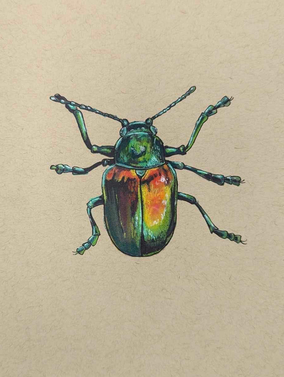 Dogbane Leaf Beetle