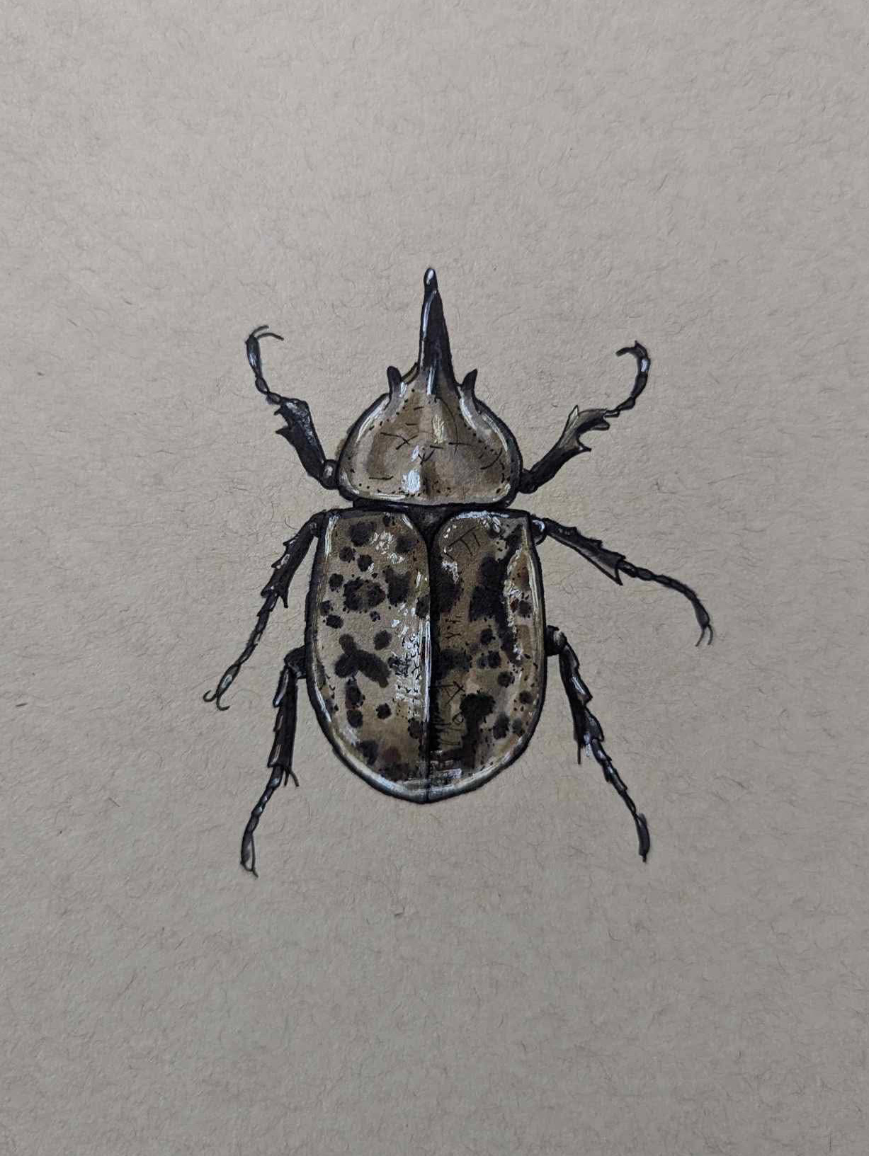 Rhinoceros Beetle