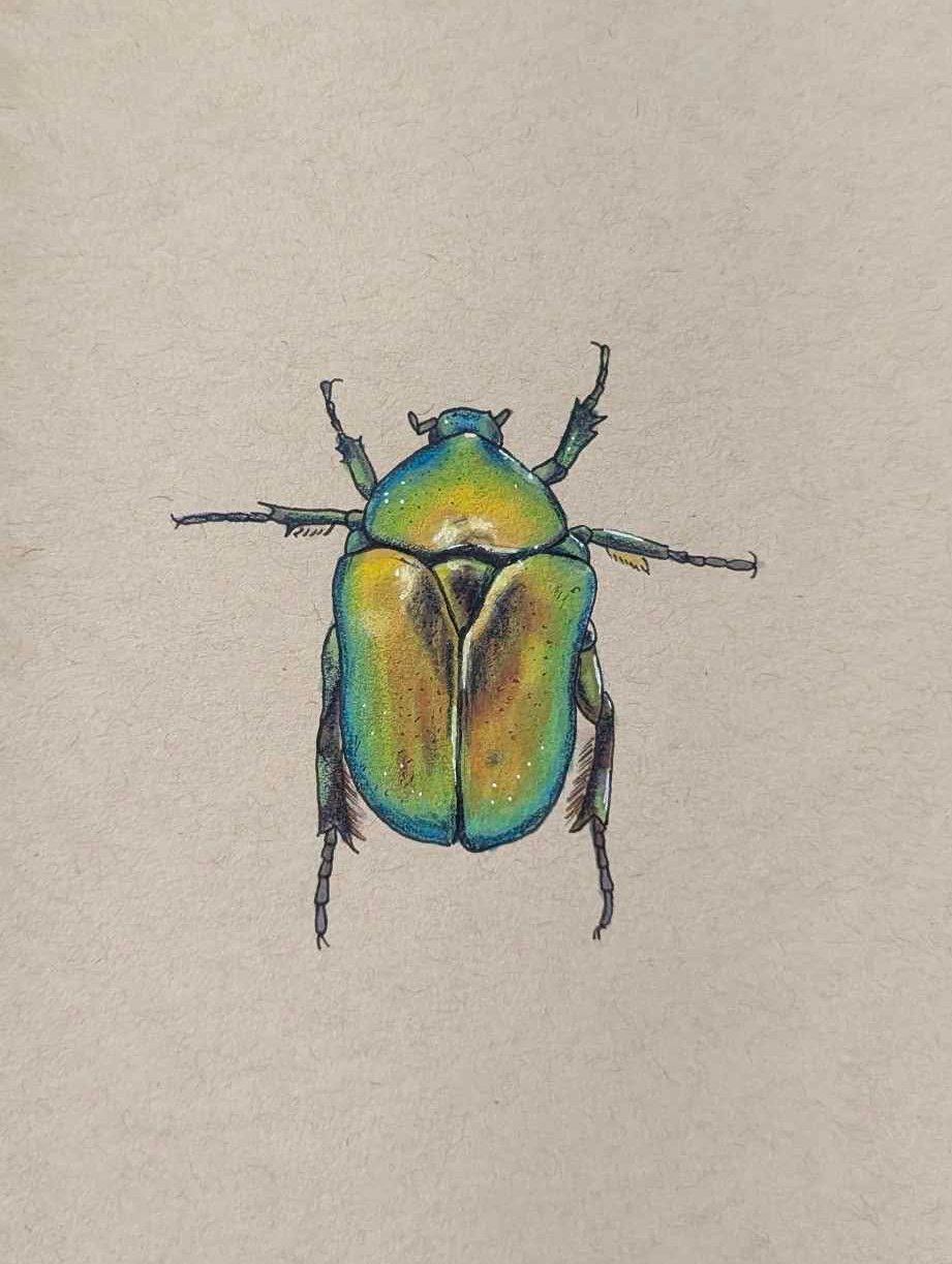 June Bug