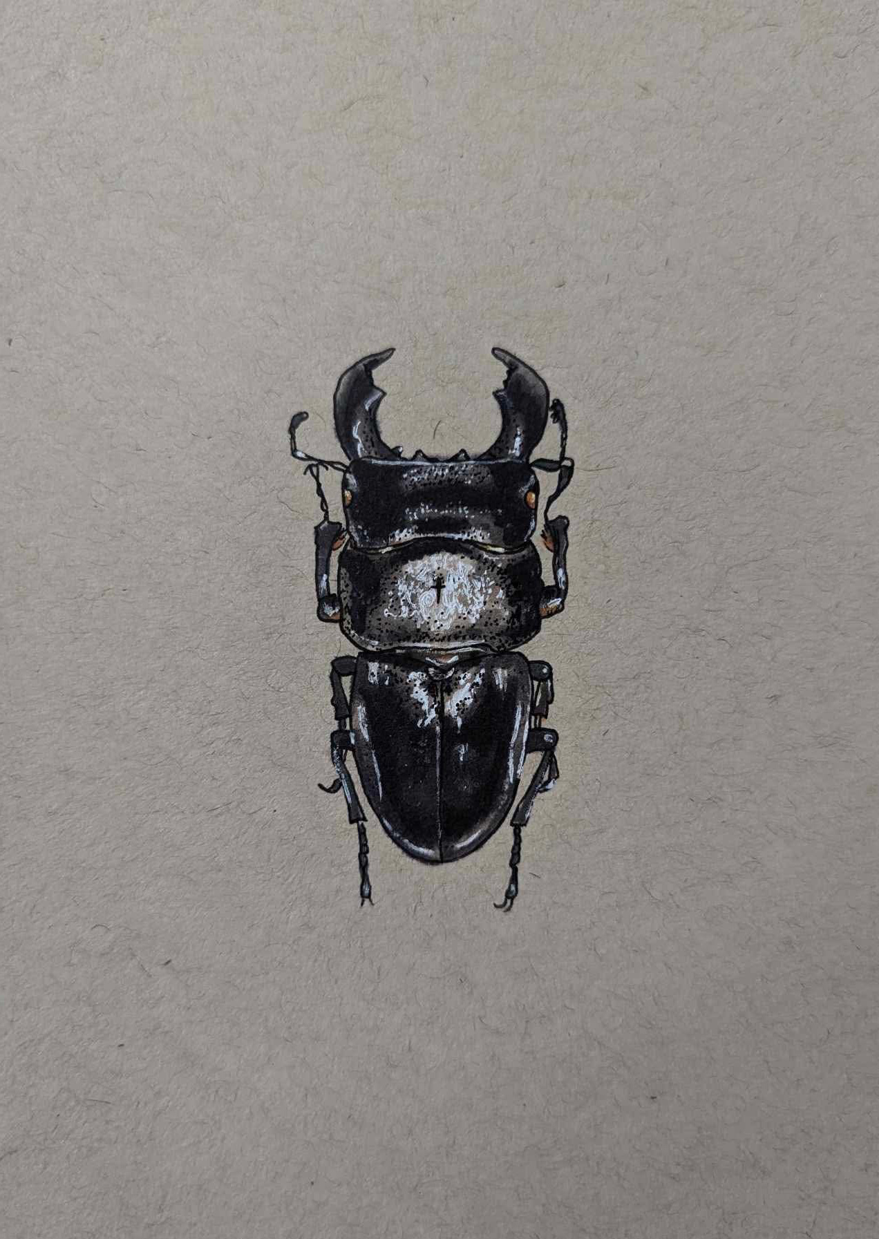 Stag Beetle