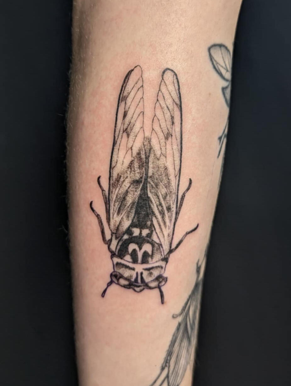 Cicada