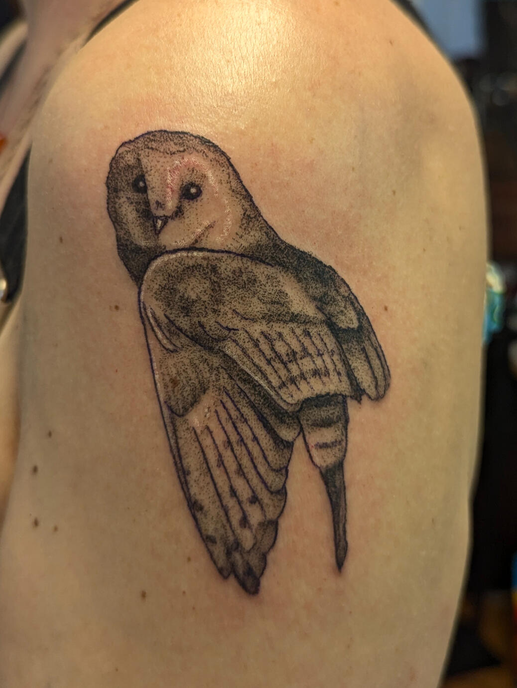 Barn Owl