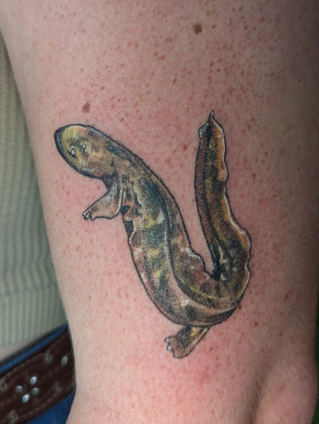Hellbender Salamander