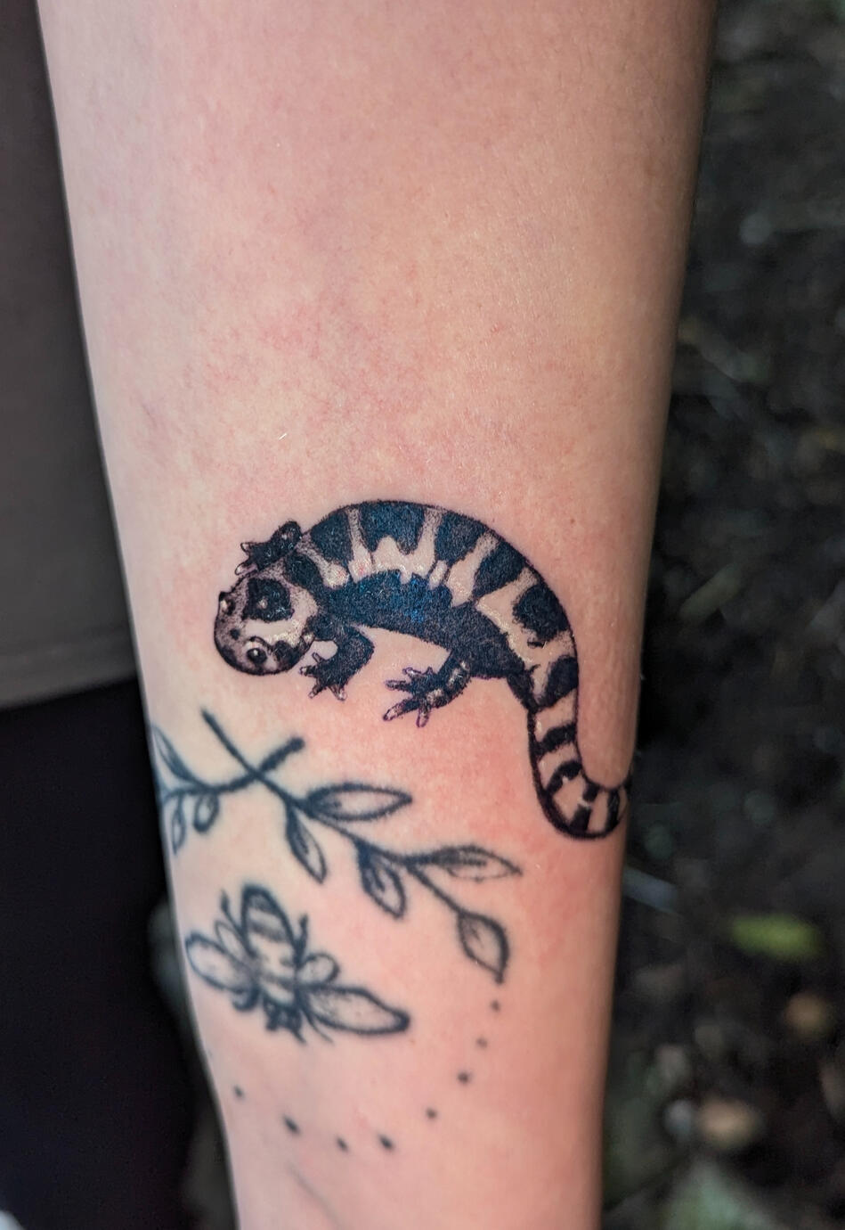 Near-Eastern Fire Salamander