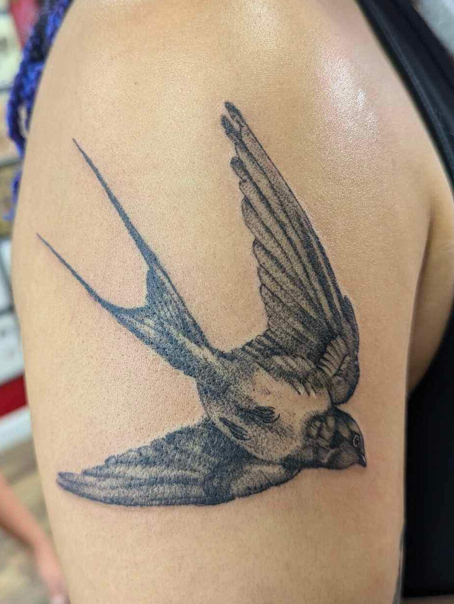 Swallow