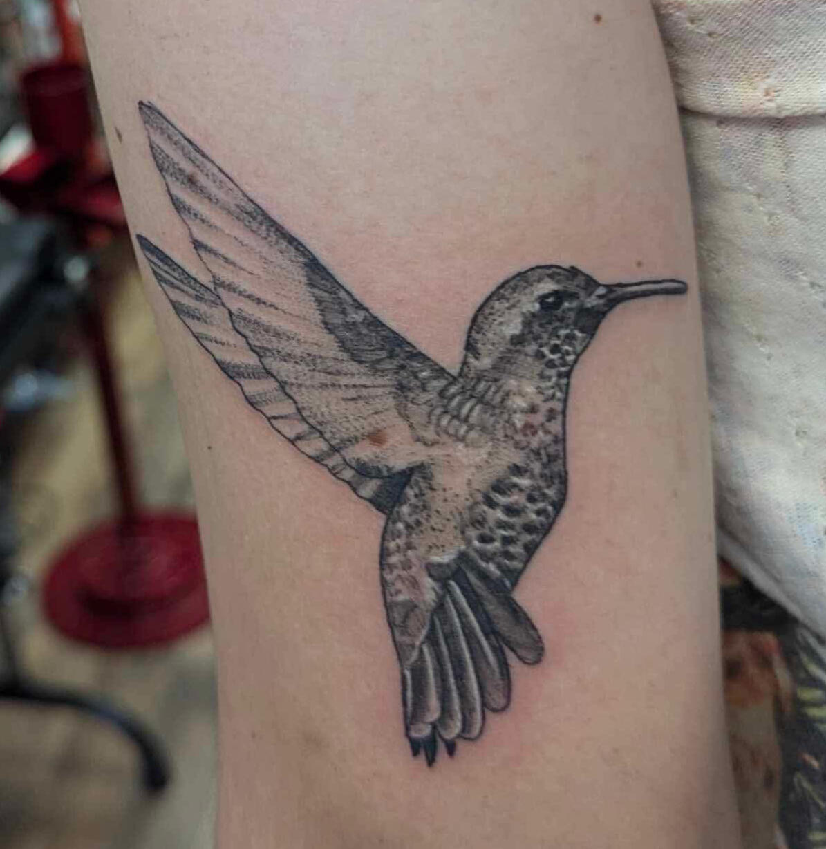 Hummingbird