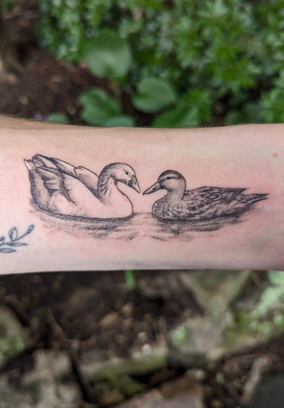 Goose and Mallard