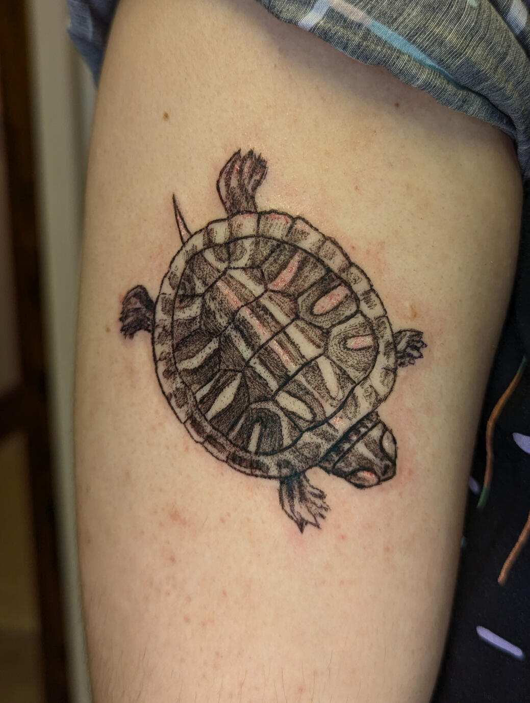 Red Eared Slider