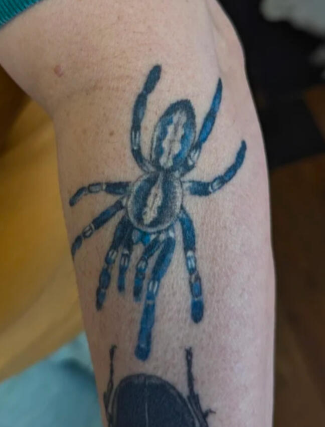 Healed Tarantula
