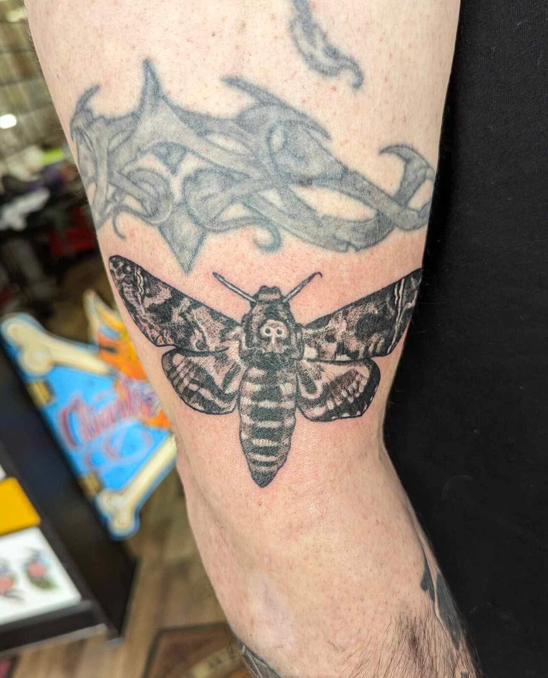DeathHead Moth