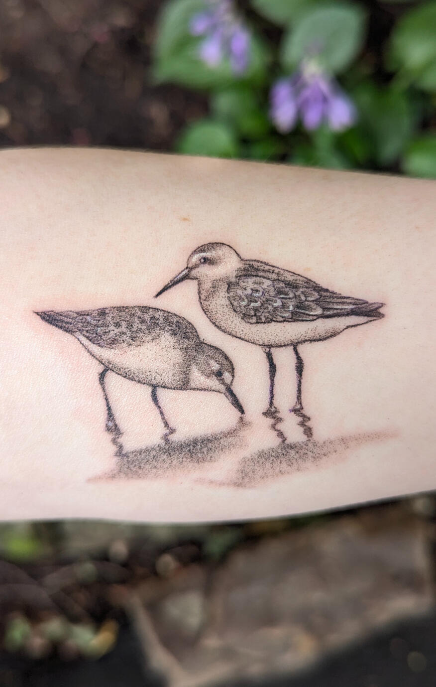 Sandpipers