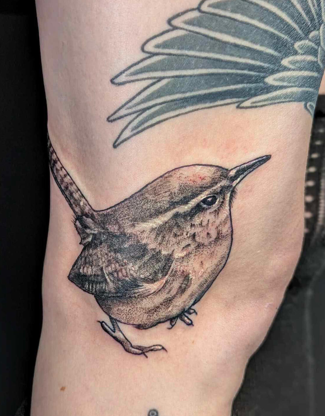 Carolina Wren