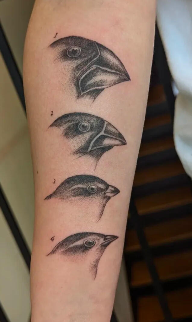 Darwin&#39;s Finches