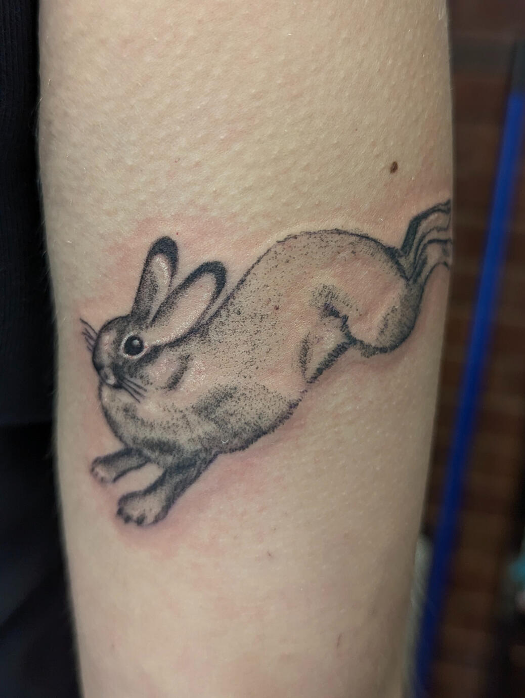 Bunny