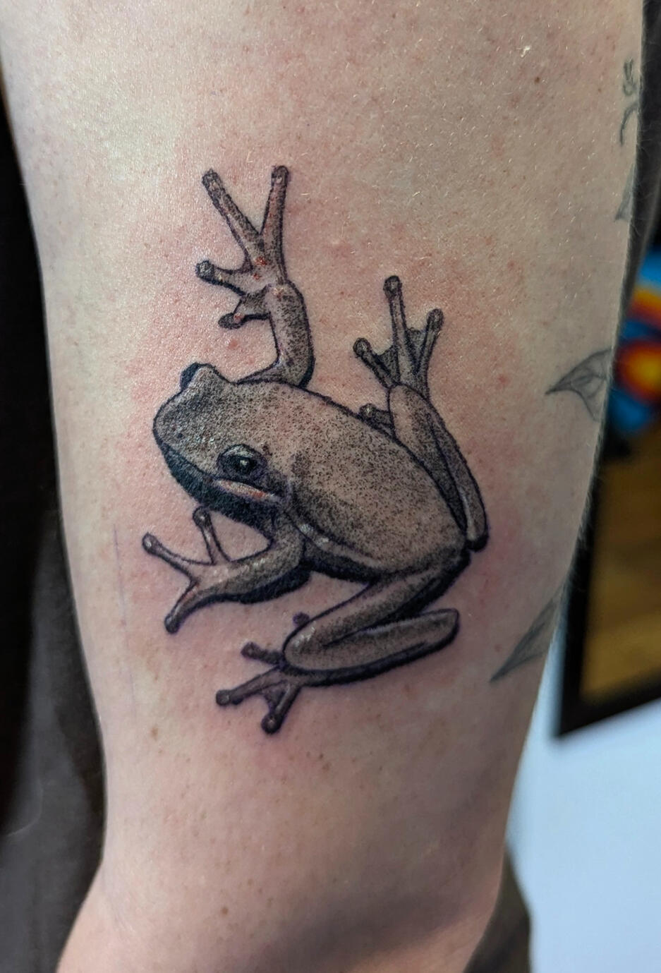 Tree Frog