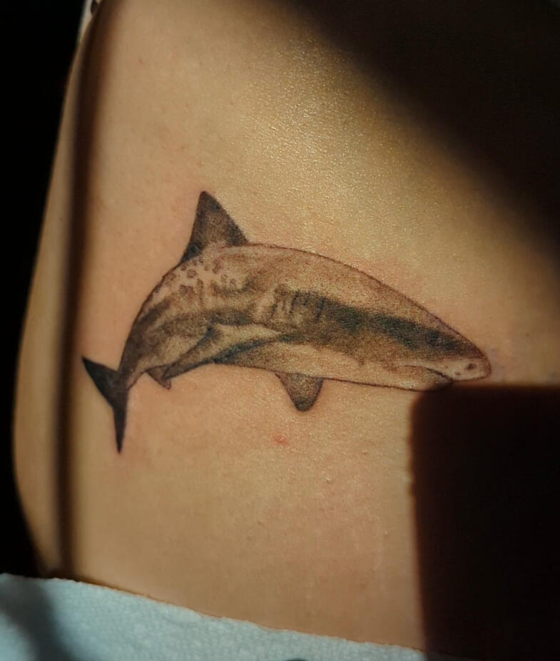 Tiger Shark