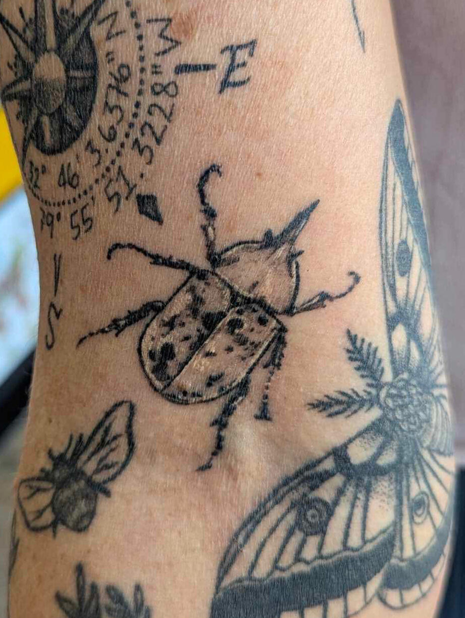 Rhinoceros Beetle Healed